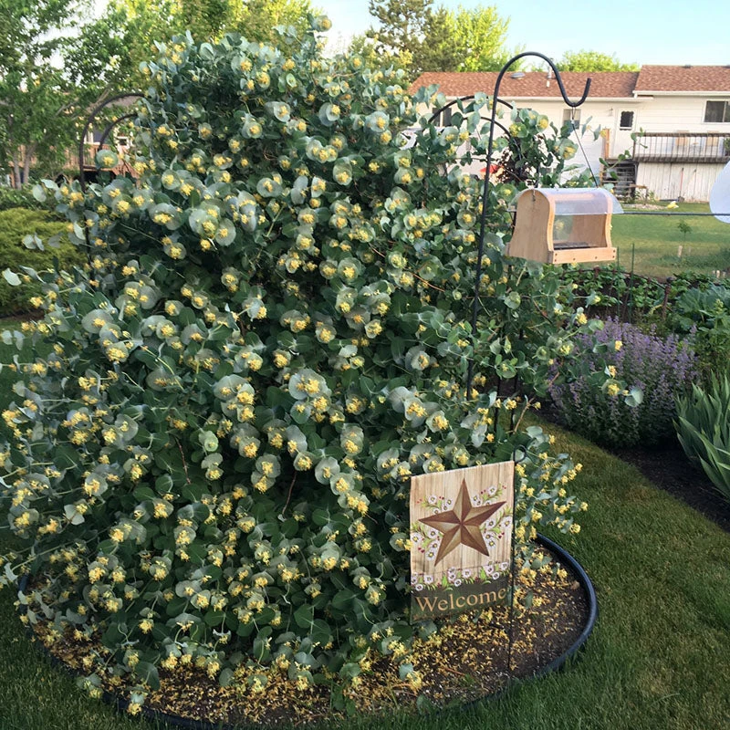 Kintzley's Ghost® Honeysuckle 2 Kintzley's Ghost® Honeysuckle - Image 2