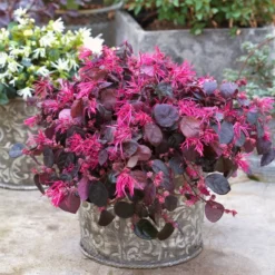 Jazz Hands Bold® Chinese Fringe-Flower -Great Garden Plants Shop Loropetalum Jazz Hands Bold 3