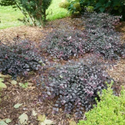 Jazz Hands Mini® Chinese Fringe-Flower -Great Garden Plants Shop Loropetalum Jazz Hands Mini 3