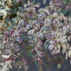 Jazz Hands Night MovesĀ® Chinese Fringe-Flower