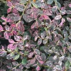 Jazz Hands Night Moves® Chinese Fringe-Flower -Great Garden Plants Shop Loropetalum Jazz Hands Night Moves 3