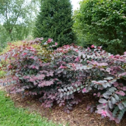Jazz Hands® Pink Chinese Fringe-Flower -Great Garden Plants Shop LoropetalumJazzHandsPinkP1079773 800x800 9f503d1