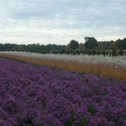 Purple Eulalia -Great Garden Plants Shop MISPU1Q 3 sw