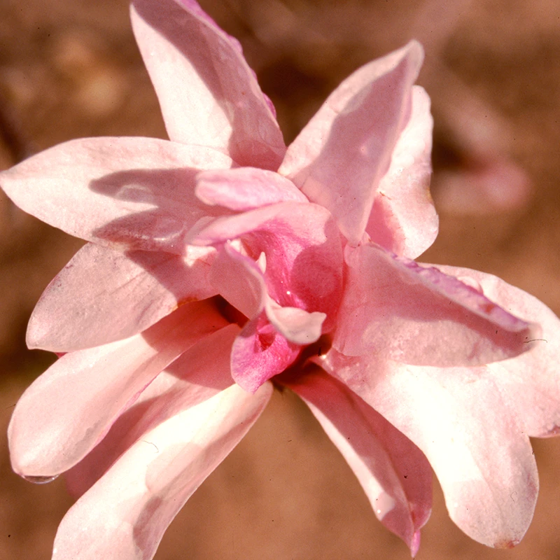 'Leonard Messel' Magnolia 3 'Leonard Messel' Magnolia - Image 3