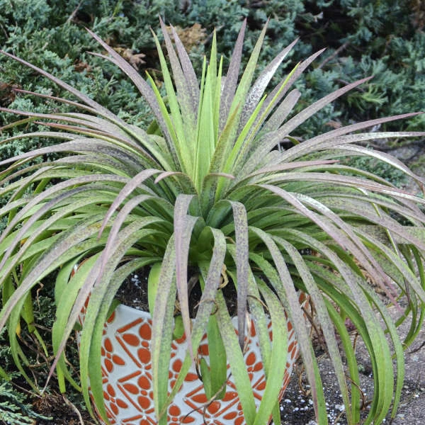 Mad About Mangave® 'Bad Hair Day' Mangave 1 Mad About Mangave® 'Bad Hair Day' Mangave