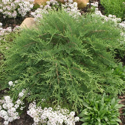 Celtic Pride® Siberian Cypress 2 Celtic Pride® Siberian Cypress - Image 2