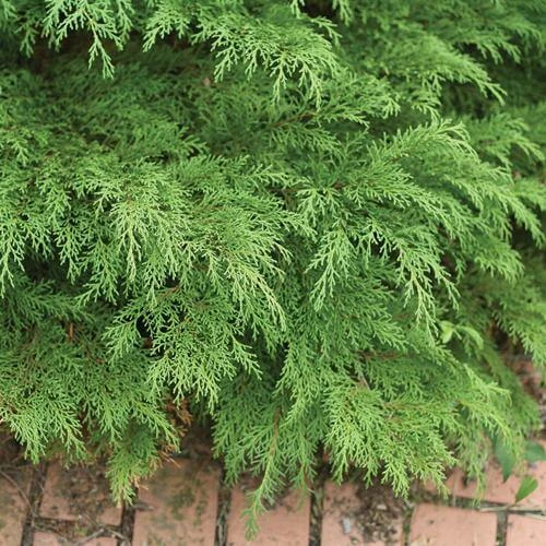Celtic Pride® Siberian Cypress 1 Celtic Pride® Siberian Cypress