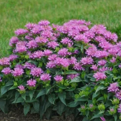 Bee Dazzled Pollinator Collection -Great Garden Plants Shop Monarda Pardon My Lavender 1