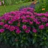 'Pardon My Purple' Bee Balm