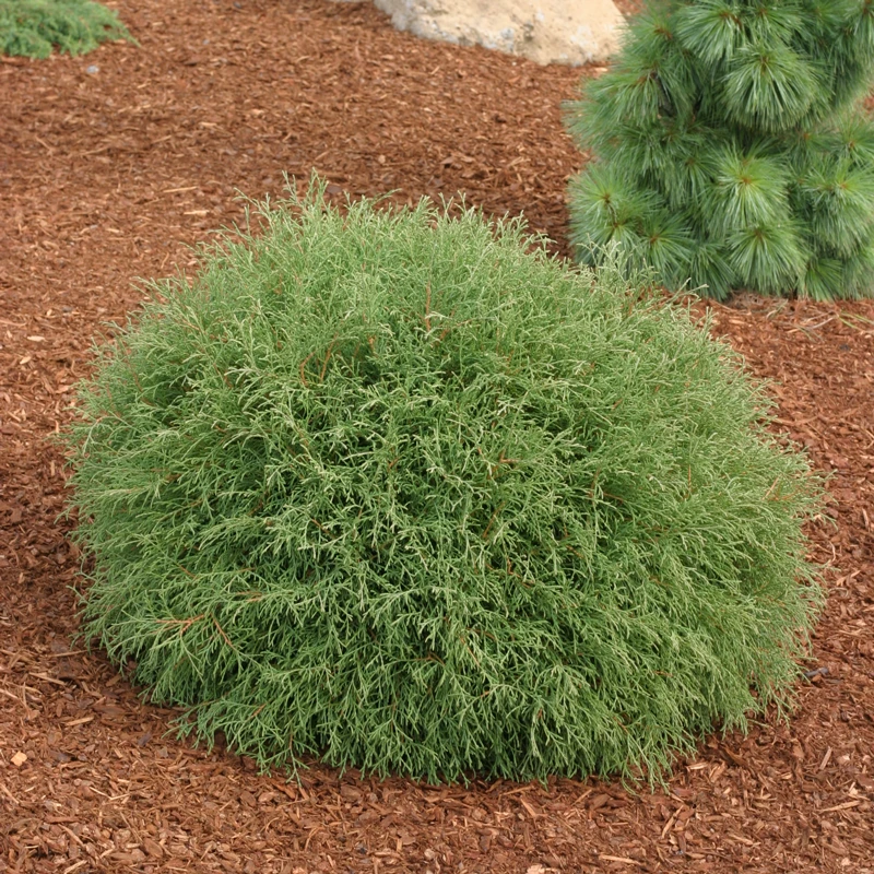 Mr. Bowling Ball® Arborvitae 1 Mr. Bowling Ball® Arborvitae