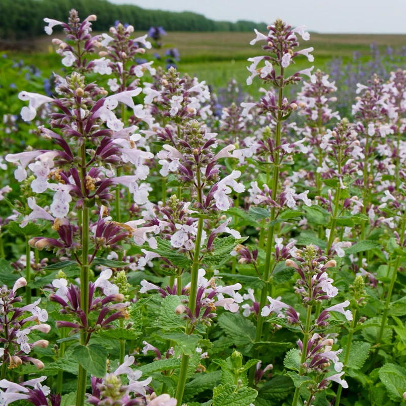 Whispurr™ Pink Catmint 1 Whispurr™ Pink Catmint