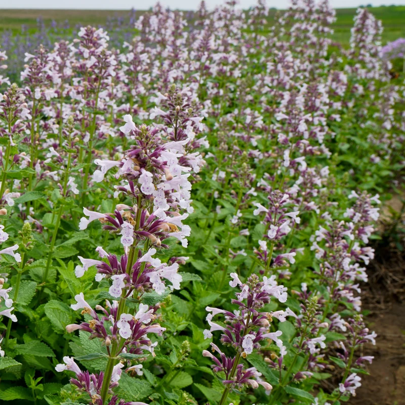 Whispurr™ Pink Catmint 2 Whispurr™ Pink Catmint - Image 2