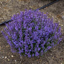 'Cat's Pajamas' Catmint -Great Garden Plants Shop Nepeta Cats Pajamas 5 P sw