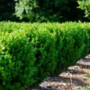 NewGen Freedom® Boxwood