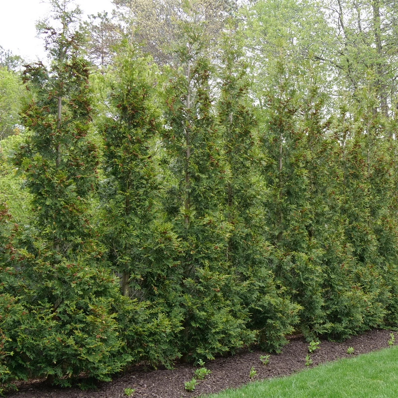 Full Speed A Hedge® 'American Pillar' Arborvitae 2 Full Speed A Hedge® 'American Pillar' Arborvitae - Image 2