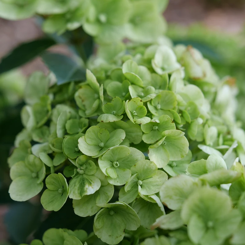 Fairytrail™ Green Cascade Hydrangea 2 Fairytrail™ Green Cascade Hydrangea - Image 2