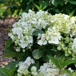 Fairytrail™ White Cascade Hydrangea -Great Garden Plants Shop P1214369 800x800 8731f55