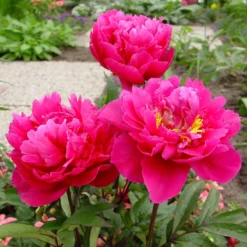 'Karl Rosenfield' Peony -Great Garden Plants Shop PaeoniaKarlRosenfield 130828kwe138