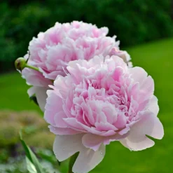 'Sarah Bernhardt' Peony 7 'Sarah Bernhardt' Peony -Great Garden Plants Shop PaeoniaSarahBernhardt 130620cre002