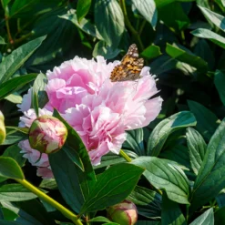 'Sarah Bernhardt' Peony 9 'Sarah Bernhardt' Peony -Great Garden Plants Shop PaeoniaSarahBernhardtwithbutterfly 160606gbo017