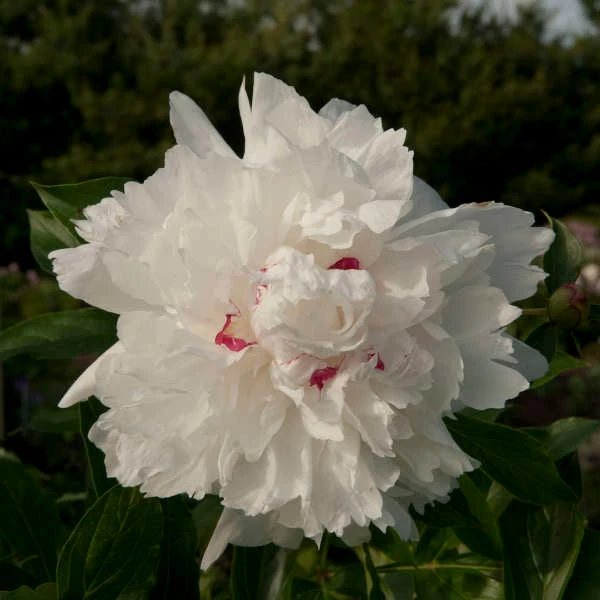 'Festiva Maxima' Peony 7 'Festiva Maxima' Peony - Image 7