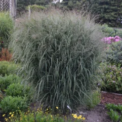 Prairie Winds® 'Apache Rose' Switchgrass 7 Prairie Winds® 'Apache Rose' Switchgrass -Great Garden Plants Shop Panicum Apache Rose 2 P