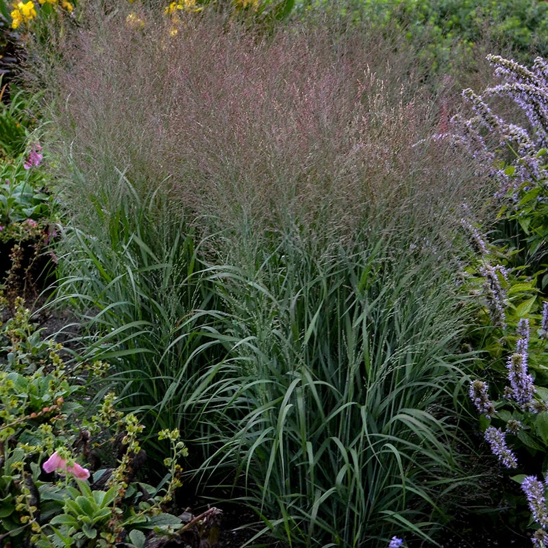 Prairie Winds® 'Apache Rose' Switchgrass 1 Prairie Winds® 'Apache Rose' Switchgrass