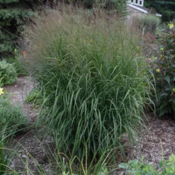Prairie Winds® 'Apache Rose' Switchgrass 8 Prairie Winds® 'Apache Rose' Switchgrass -Great Garden Plants Shop Panicum Apache Rose 4 P