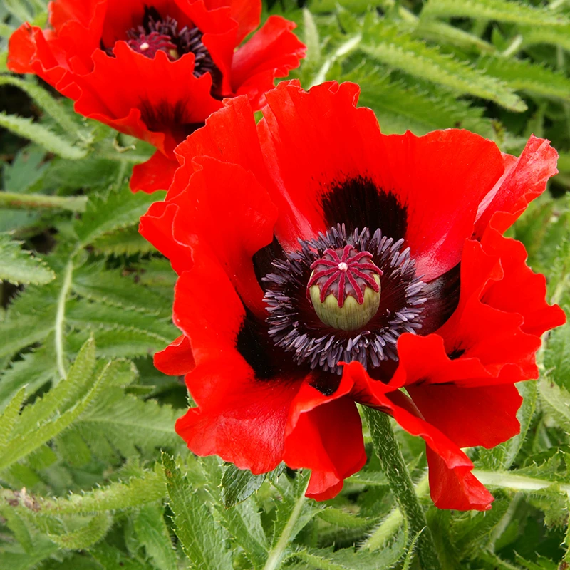 'Beauty Of Livermere' Oriental Poppy 1 'Beauty Of Livermere' Oriental Poppy