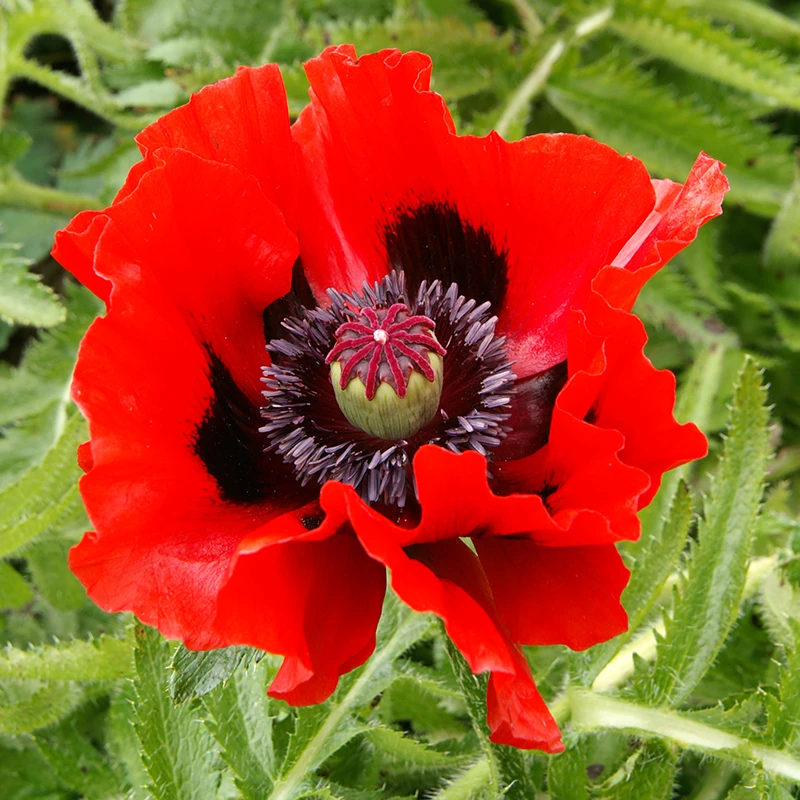 'Beauty Of Livermere' Oriental Poppy 2 'Beauty Of Livermere' Oriental Poppy - Image 2
