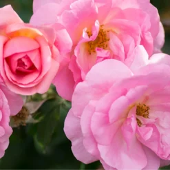 Peachy Knock Out® Rose