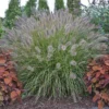 Prairie Winds® 'Desert Plains' Fountain Grass