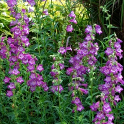Cha Cha™ ‘Lavender’ Beardtongue -Great Garden Plants Shop Penstemon Cha Cha Lavender 4