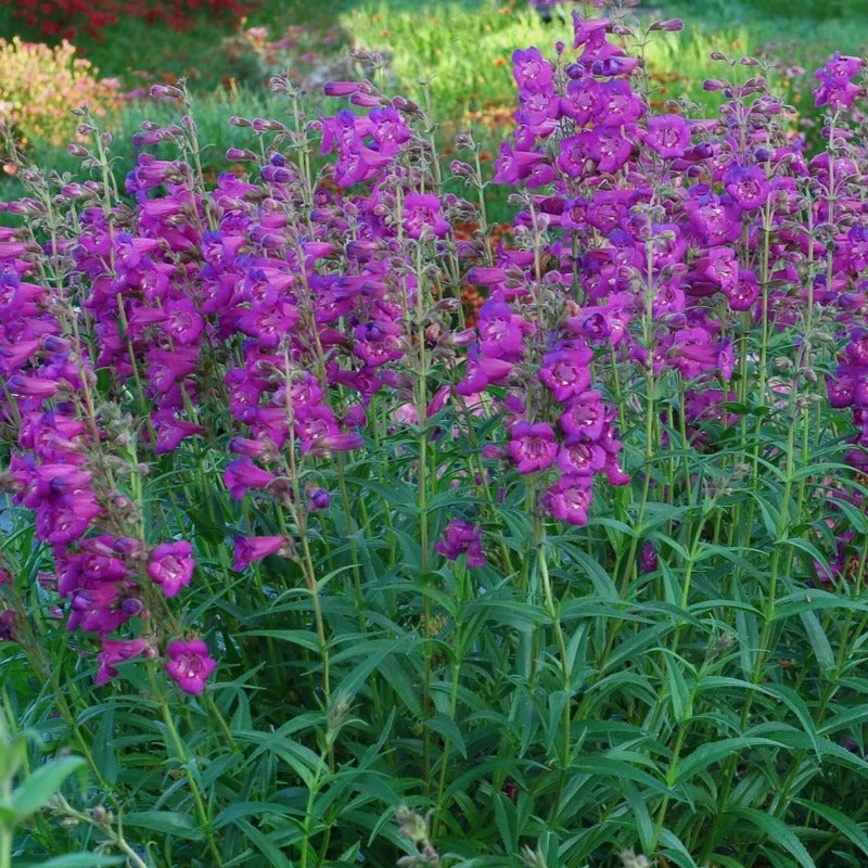 Cha Cha™ 'Purple' Beardtongue 2 Cha Cha™ 'Purple' Beardtongue - Image 2