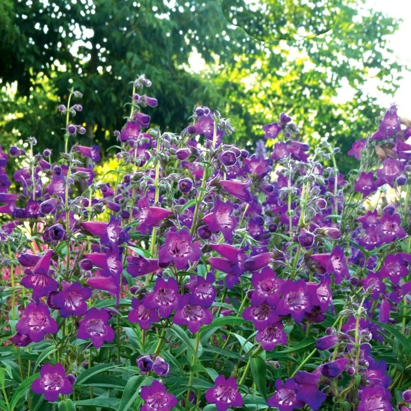 Cha Cha™ 'Purple' Beardtongue 1 Cha Cha™ 'Purple' Beardtongue