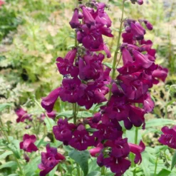 Cha Cha™ 'Purple' Beardtongue 8 Cha Cha™ 'Purple' Beardtongue -Great Garden Plants Shop Penstemon Cha Cha Purple 6