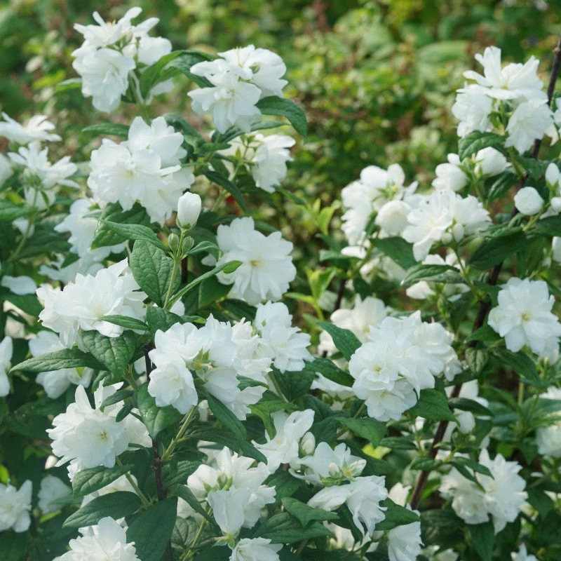 Illuminati Arch® Mock Orange 1 Illuminati Arch® Mock Orange