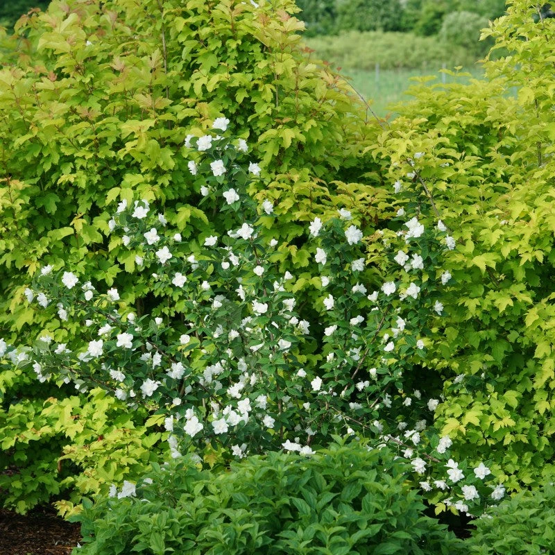 Illuminati Arch® Mock Orange 2 Illuminati Arch® Mock Orange - Image 2