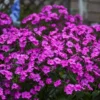 'Cloudburst' Tall Cushion Phlox