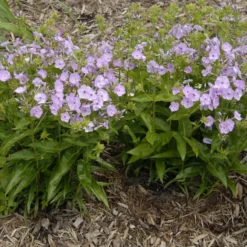 'Opening Act Blush' Hybrid Phlox -Great Garden Plants Shop Phlox Opening Act Blush 1