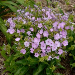 'Opening Act Blush' Hybrid Phlox -Great Garden Plants Shop Phlox Opening Act Blush 2