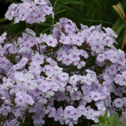 'Opening Act Pink-A-Dot' Hybrid Phlox -Great Garden Plants Shop Phlox Opening Act Pink a Dot 3