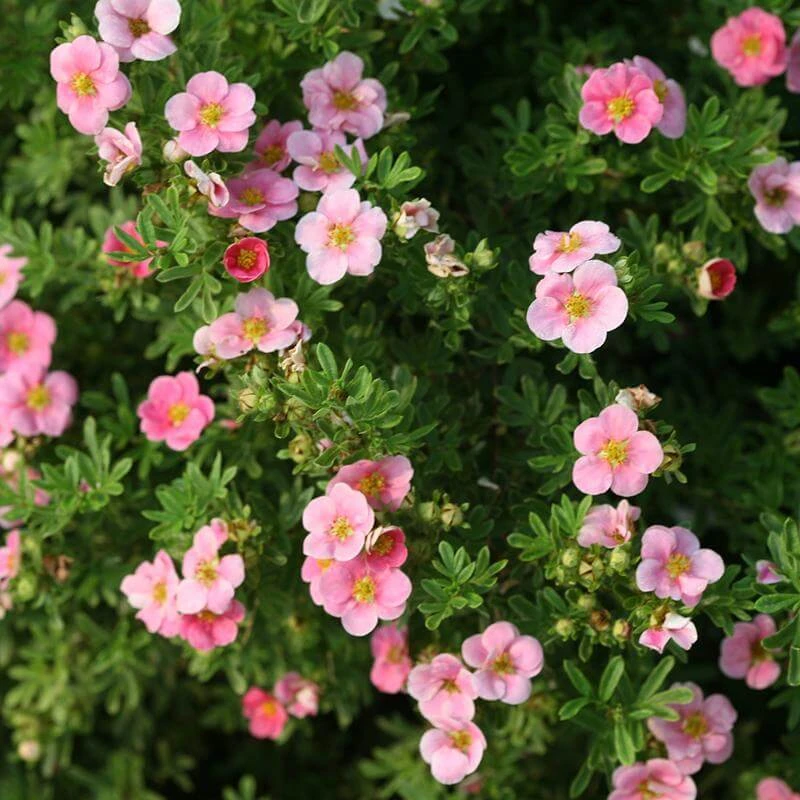 Happy Face® Pink Paradise Potentilla 2 Happy Face® Pink Paradise Potentilla - Image 2