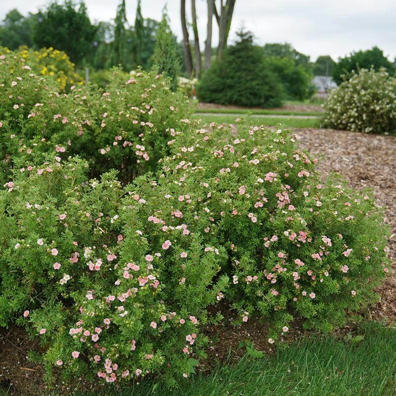 Happy Face® Pink Paradise Potentilla 3 Happy Face® Pink Paradise Potentilla - Image 3