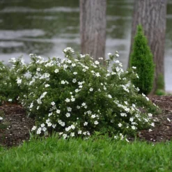 Happy Face® White Potentilla