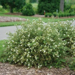 Happy Face® White Potentilla -Great Garden Plants Shop Potentilla Happy Face White 3 P sw
