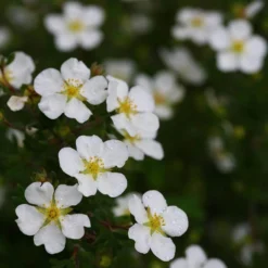 Happy Face® White Potentilla -Great Garden Plants Shop Potentilla Happy Face White 5 P sw