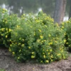 Happy Face® Yellow Potentilla