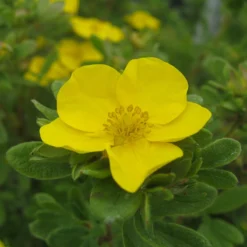 Happy Face® Yellow Potentilla -Great Garden Plants Shop Potentilla Happy Face Yellow 5 P