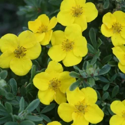 Happy Face® Yellow Potentilla -Great Garden Plants Shop Potentilla Happy Face Yellow 6 P